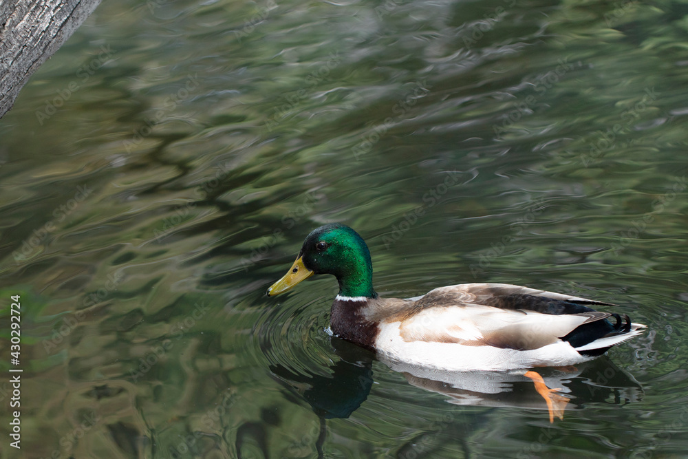 Mallard, duck