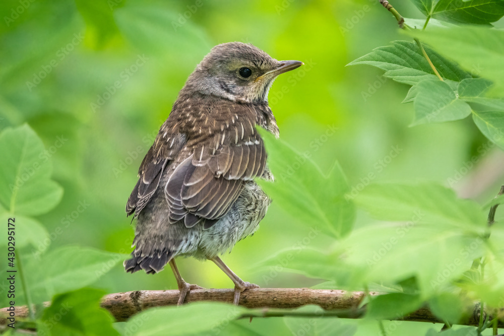 A fieldfare chick, Turdus pilaris, has left the nest and is sitting on a branch. A chick of fieldfare sitting and waiting for a parent on a branch. A fieldfare chick, Turdus pilaris, has left the nest and is sitting on a branch. A chick of fieldfare sitting and waiting for a parent on a branch.