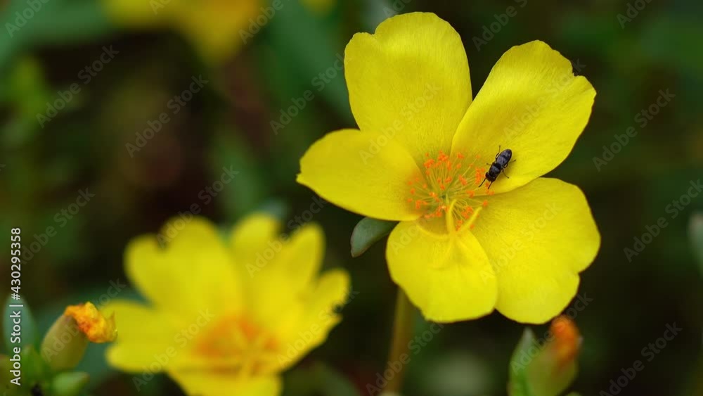 Insect on a yellow flower. Insect on a yellow flower.