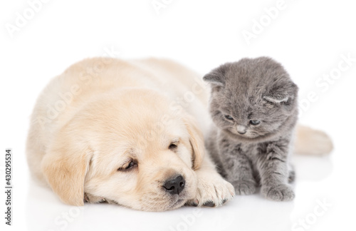 Sleepy Golden retriever puppy dog and tiny kitten lying together. isolated on white background.