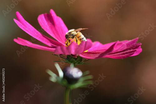 bee on pink flower