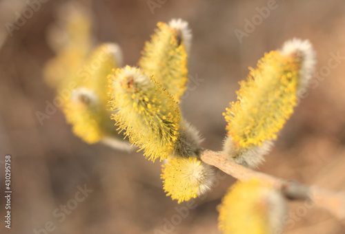 a sprig of a budding willow on a beige background