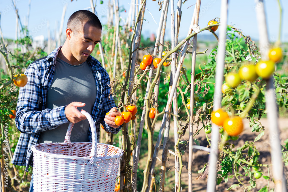 Fototapeta premium Portrait of successful young gardener working at smallholding, harvesting ripe tomatoes
