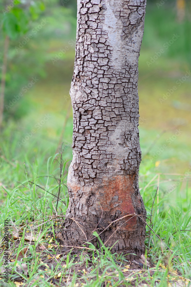 partial of tree log with crack around. partial of tree log with crack around.