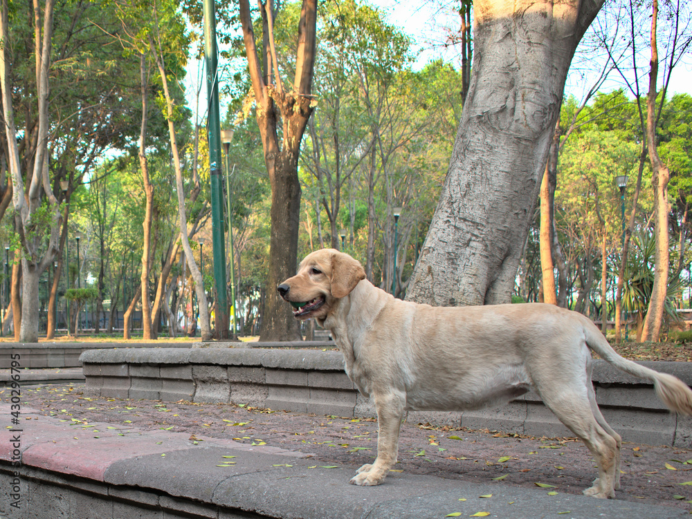 Labrador retriever with green ball in muzzle Labrador retriever with green ball in muzzle