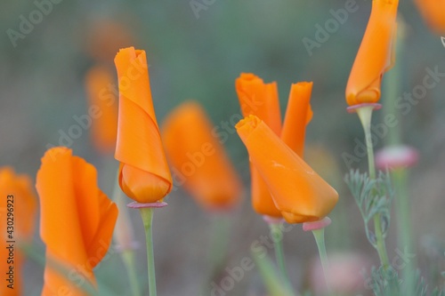 California Poppy