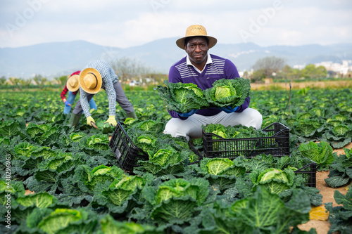 Afro american man farmer in straw hat picking fresh organic cabbage in crate on farm photo