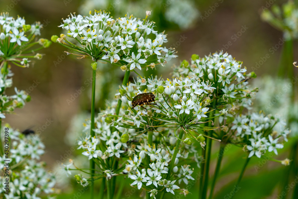 Drone beetle is sucking a nectar from white color flower in Japan. Drone beetle is sucking a nectar from white color flower in Japan.