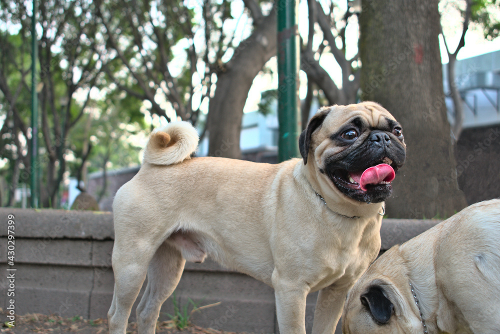 Smiling pug dog in the park