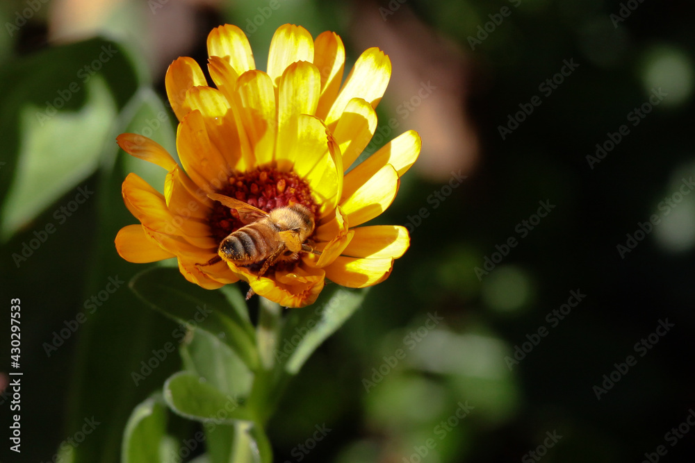 bee on yellow flower bee on yellow flower