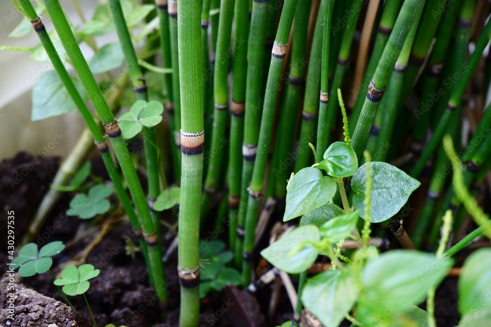 Fototapeta premium plant in garden