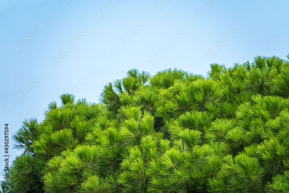 Green pine tree with long needles on a background of blue sky. Freshness, nature, concept. Green pine tree with long needles on a background of blue sky. Freshness, nature, concept.