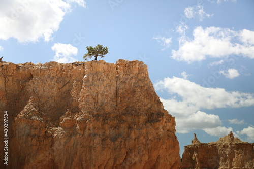 Lone Tree