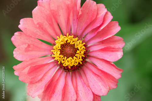 blooming, pink zinnia flower close-up on a background of greenery in daylight in the garden © Екатерина Переславце