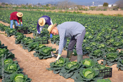 Cheerful farmer gathering crop of organic savoy cabbage on farm vegetable plantation with team of farmworkers. Successful agricultural activity concept