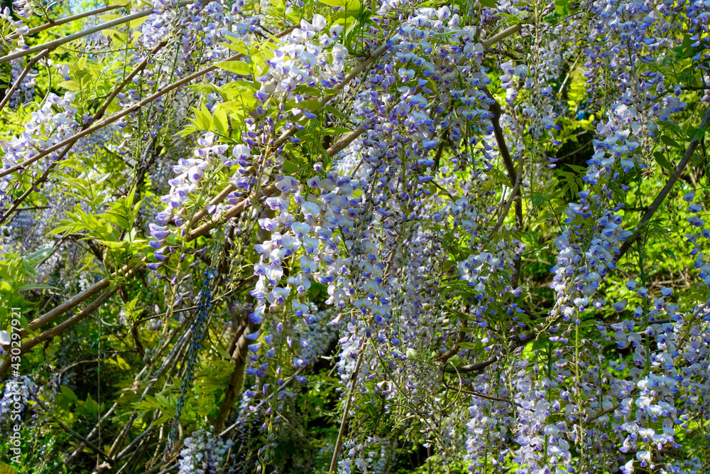 Fototapeta premium 藤の花