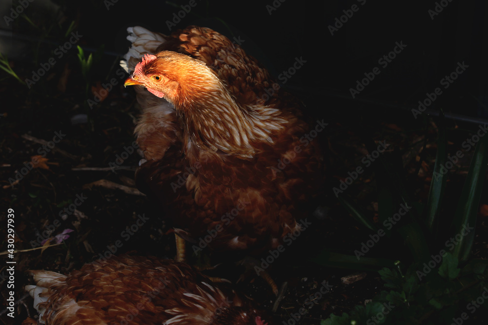 Fototapeta premium hen in garden