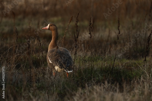 Greater White-Fronted Goose