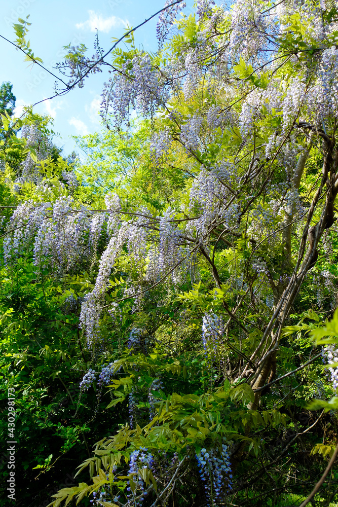Fototapeta premium 藤の花