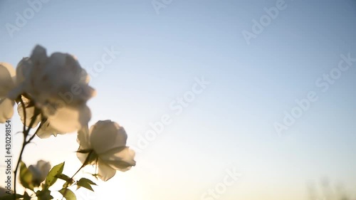 Flores blancas de primavera