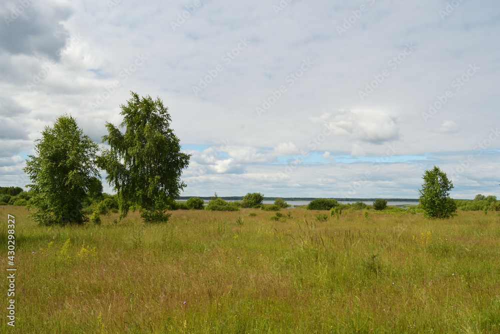 Summer landscape with green foliage of birch, meadow grass, cloudy sky and green forest on the horizon.