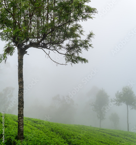 Tea plantation in Lipton Seat, Haputale, Fog covering the tea plantation fast as nearby trees are almost disappearing.