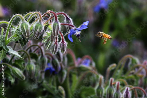 bee flying in garden