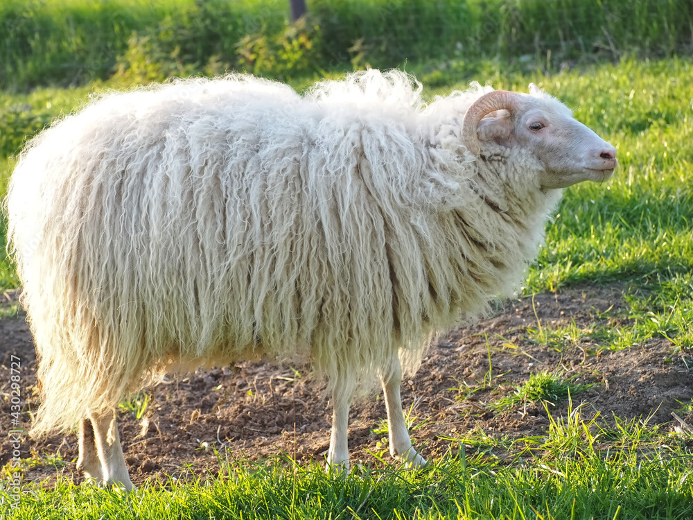 Obraz premium White single aries sheep with horns and long wool on a meadow