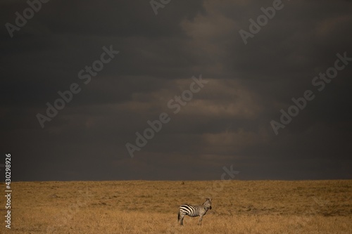 lonely zebra