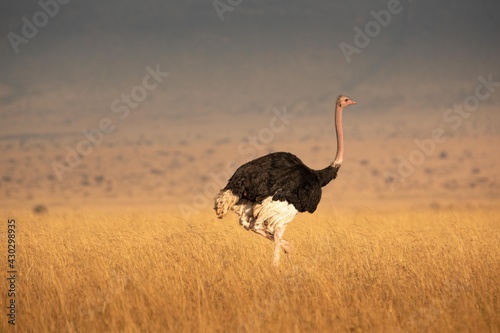 ostrich in the wild photo