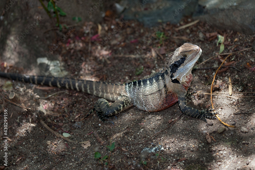 lizard on the stone lizard on the stone