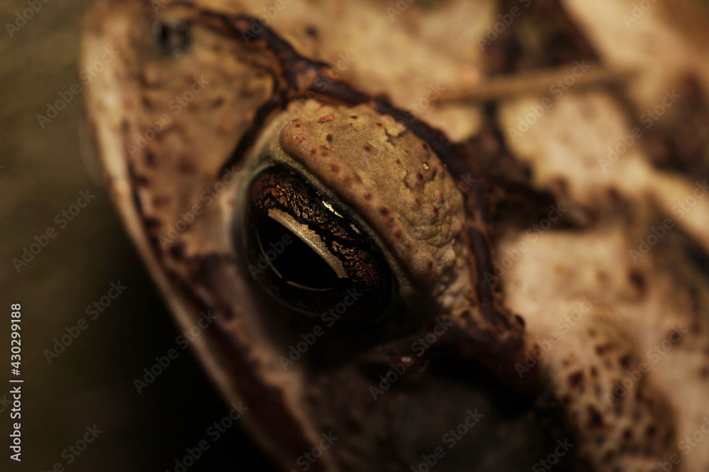 A closeup shot of a common toad