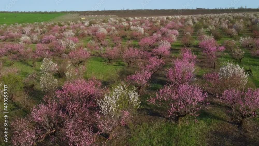 aerial view of spring garden in bloom, blossoming orchard, agriculture, fruit trees in spring concept, romantic view of pink and white blossom aerial view of spring garden in bloom, blossoming orchard, agriculture, fruit trees in spring concept, romantic view of pink and white blossom