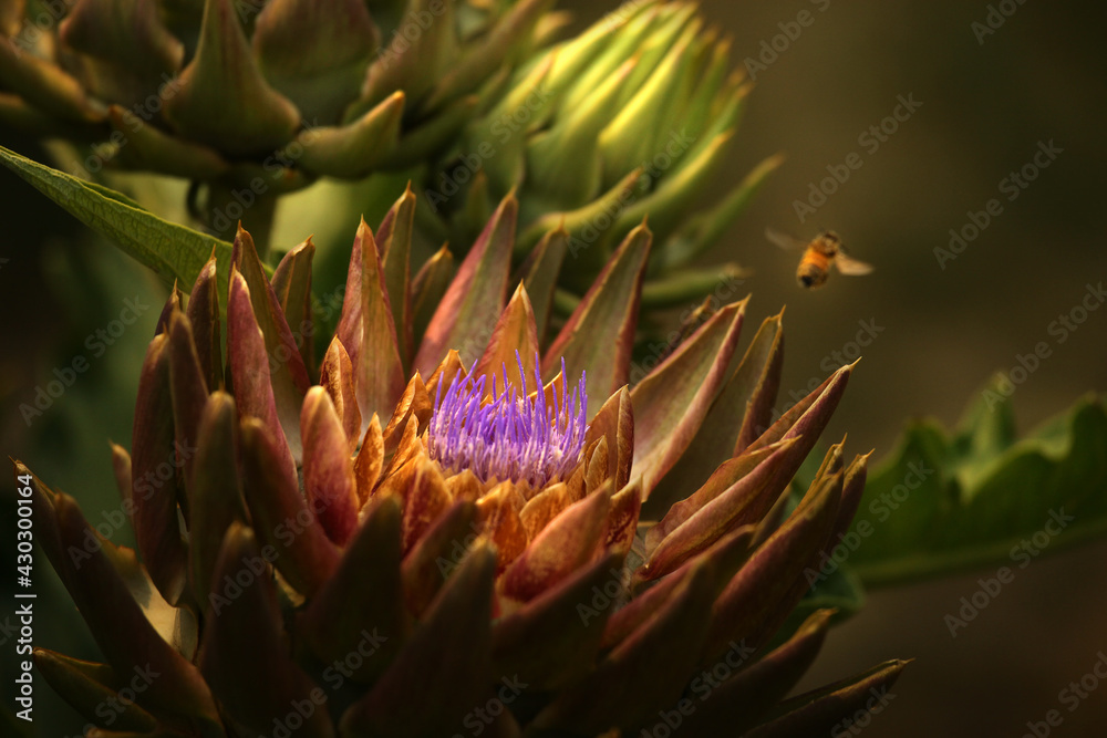 purple artichoke flower purple artichoke flower