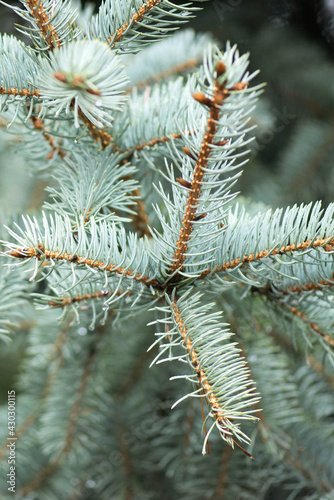 sprig of blue spruce with water drops from the rain in the park