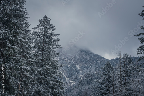 Cloudy day in Western Tatra Mountains, Poland. Overcast sky over Giewont Peak and high coniferous trees in the woodland. Selective focus on the rocks, blurred background.