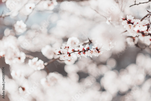 Spring blooming sakura cherry flowers branch in white garden. Spring concept.