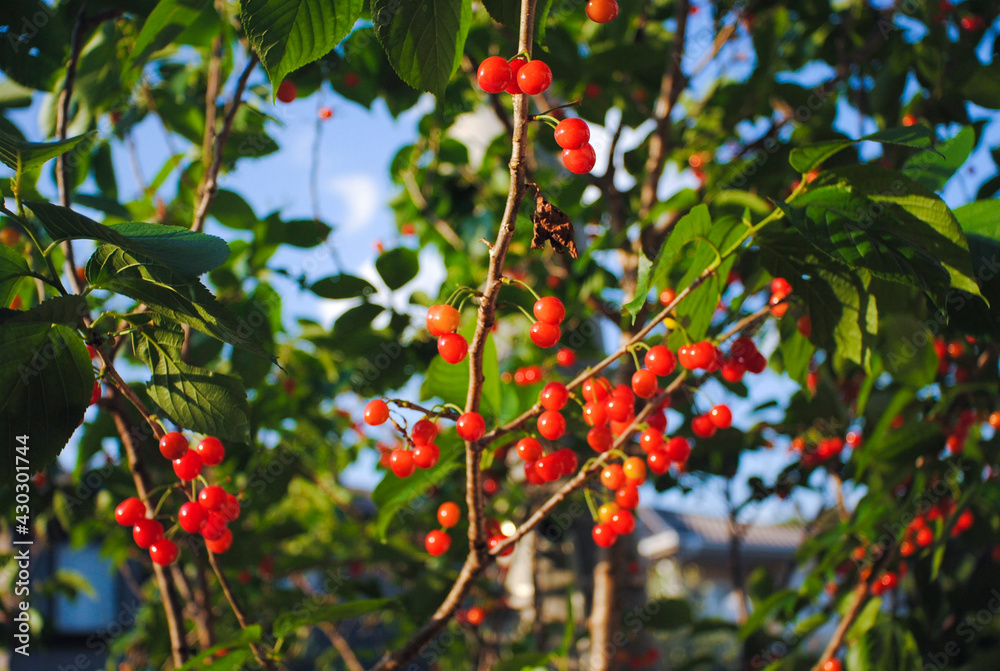 Obraz premium さくらんぼ