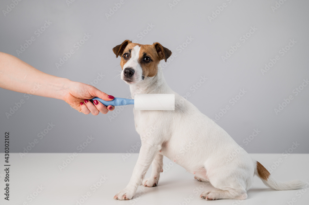 A woman uses a sticky roller to remove hair on a dog