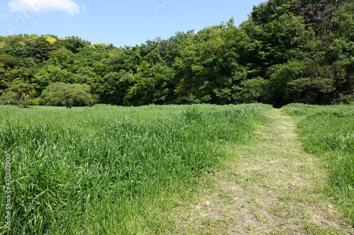 tender green field