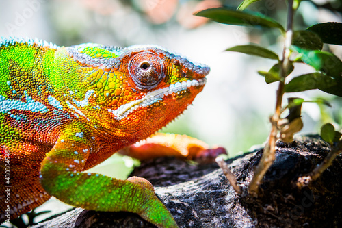 Wild adult chameleon  up on a tree in Madagascar