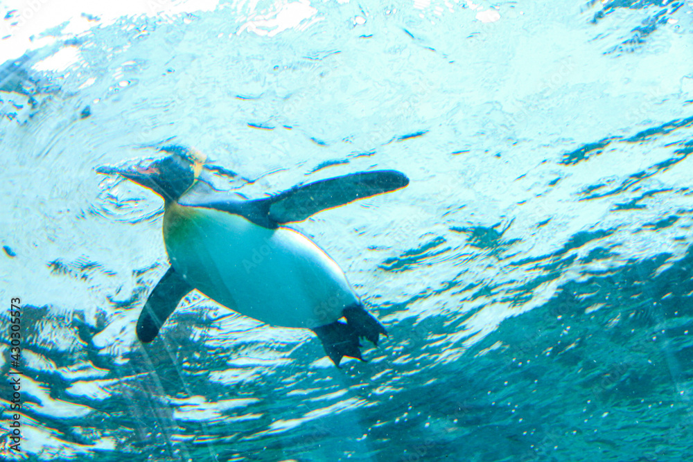 Obraz premium ペンギン