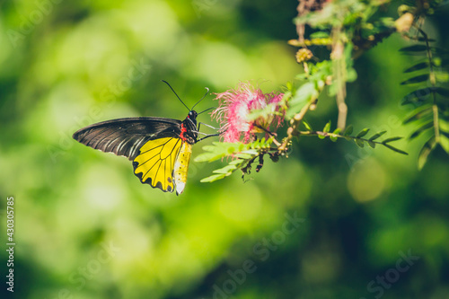 A monarch butterfly feeding on pink flowers in a Summer garden