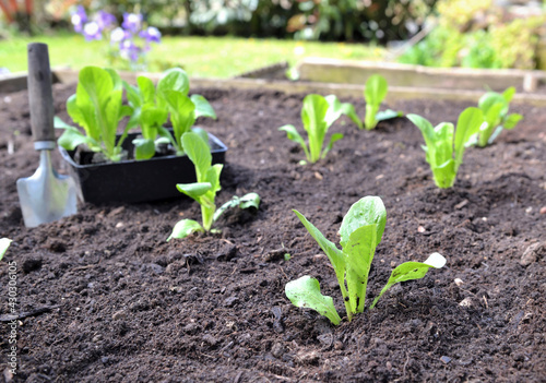 seedling of lettuce growing in the soil  in a square garden with a shovel