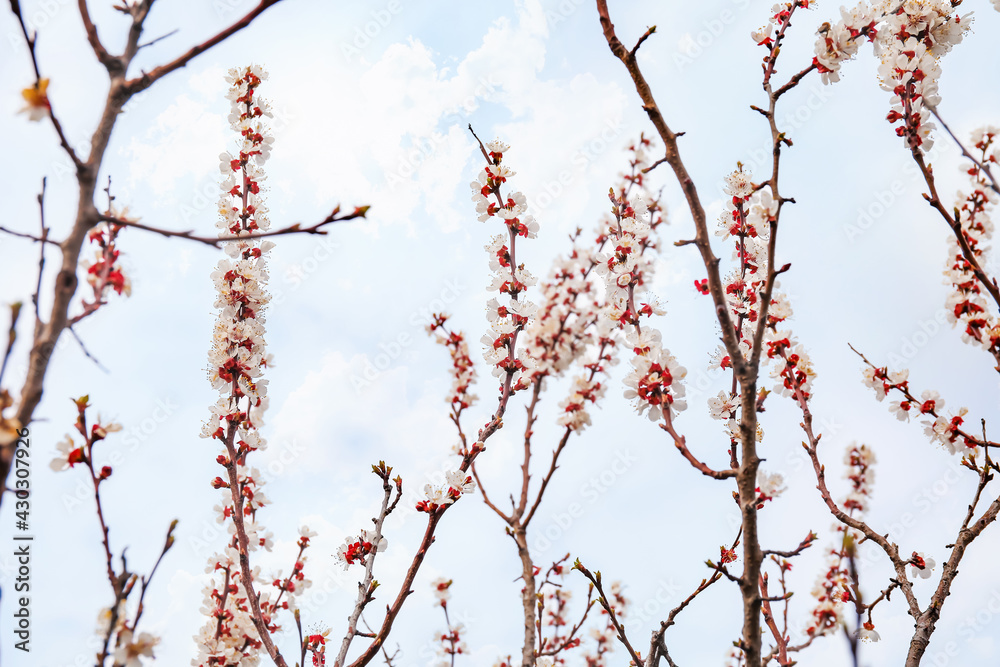 Beautiful blossoming tree branches outdoors on spring day Beautiful blossoming tree branches outdoors on spring day
