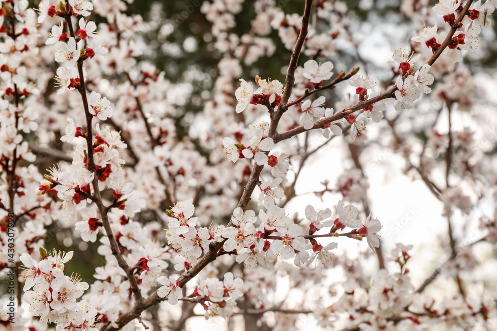 Beautiful blossoming tree branches outdoors on spring day