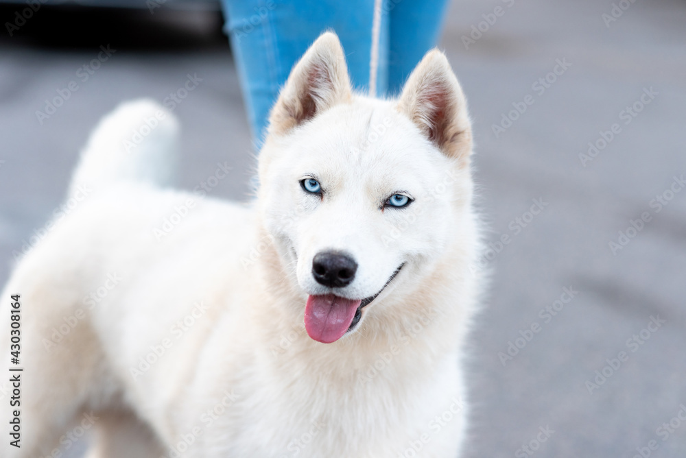 Funny white husky, next to the owner.