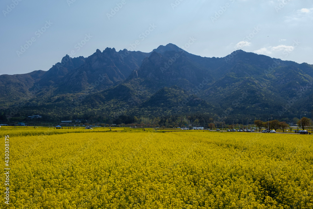 field of flowers in mountains