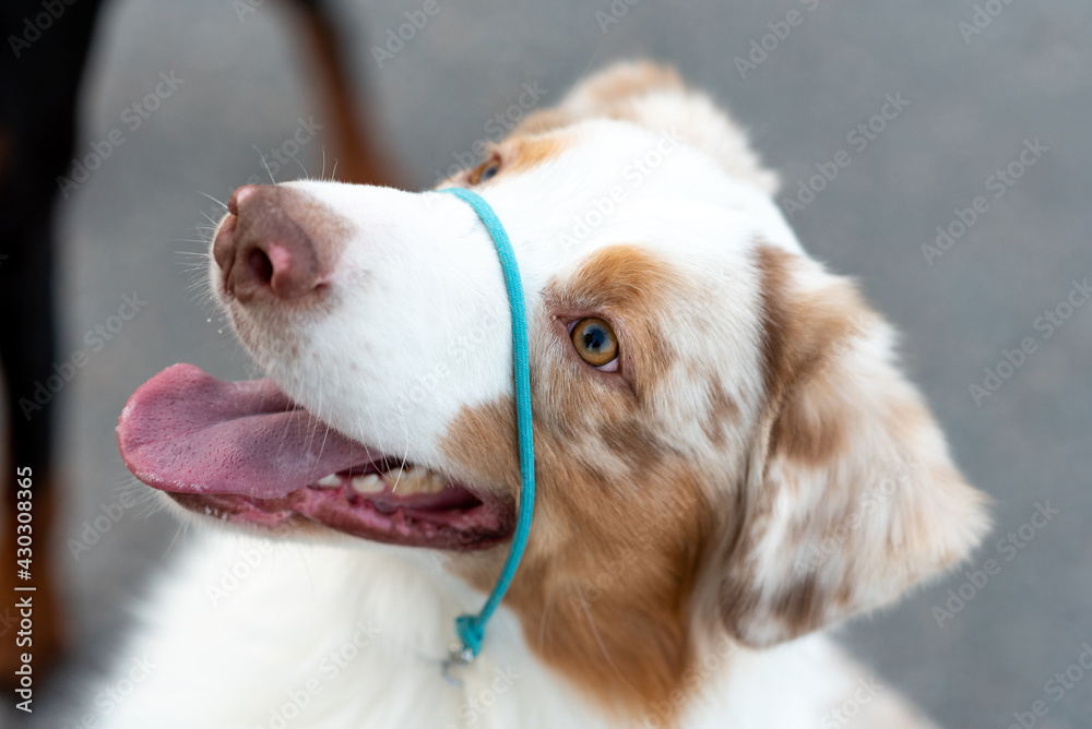 Portrait of a cute Australian Shepherd Portrait of a cute Australian Shepherd