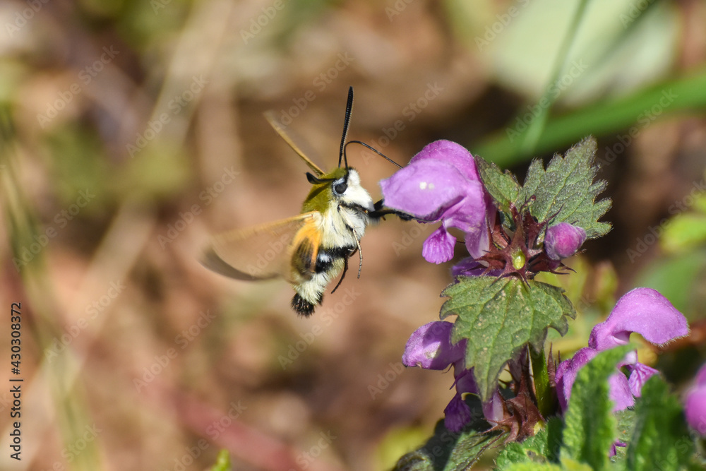 A Broad-bordered Bee Hawk moth, Hemaris fuciformis. Hummingbird moth enjoying the nectar on wild meadow A Broad-bordered Bee Hawk moth, Hemaris fuciformis. Hummingbird moth enjoying the nectar on wild meadow